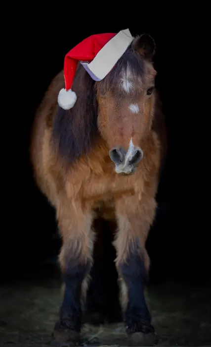 Sporty, Whitewood, S.D. Submitted and photographed by Amber Christians of Prairie Thunder Photography LLC.