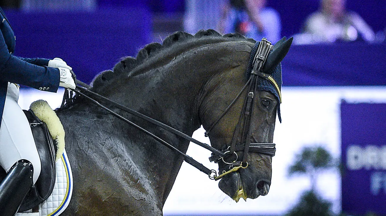 dressagestock_KimberlyLoushinWCF_5066