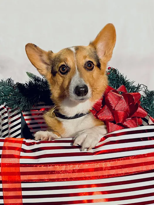 Harlow_Brooke Schneider