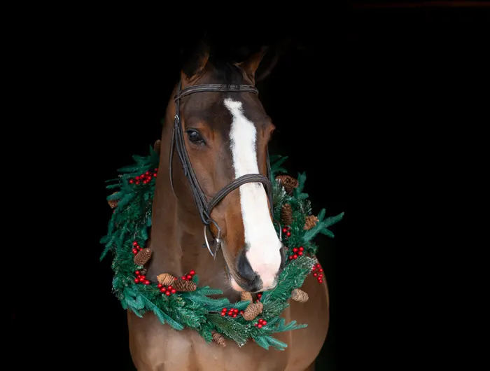 Holy Mackerel_Julie Kjellberg_TESS.Pony.Portraits-4