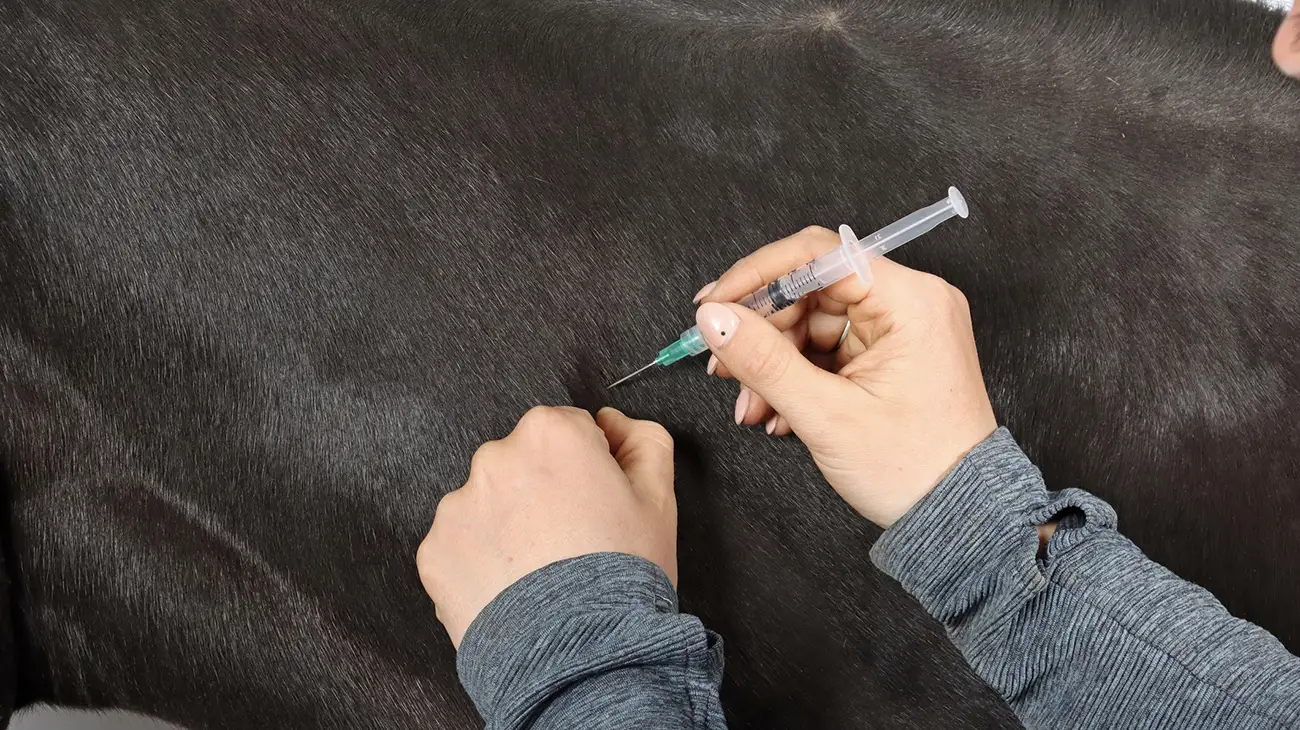 injection into the neck of a sick horse