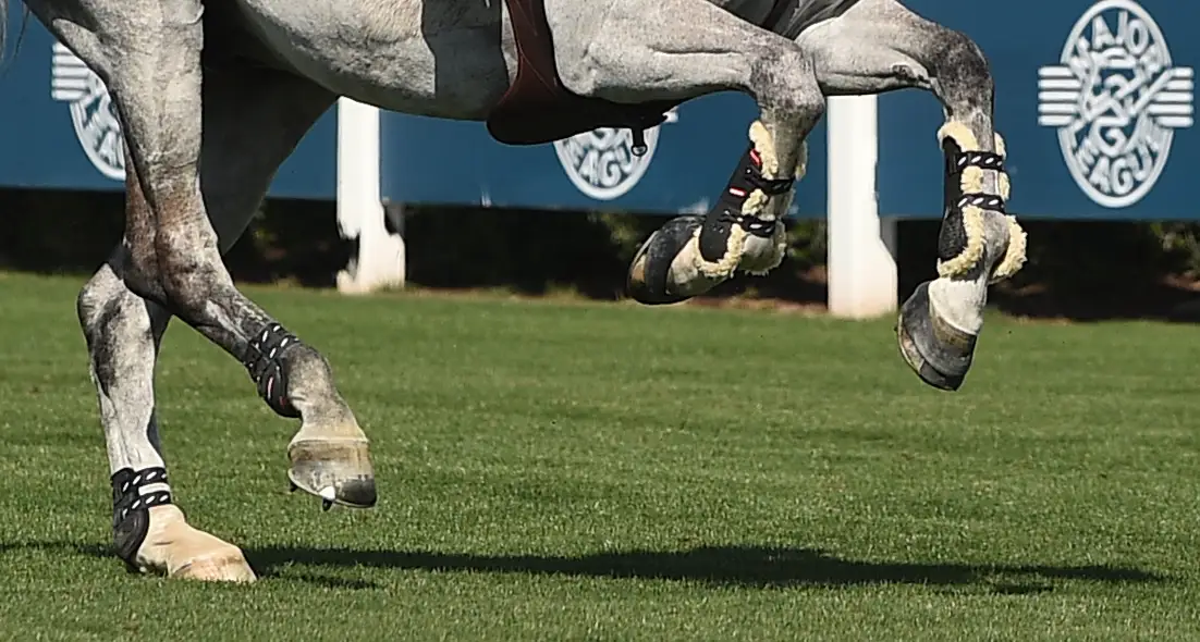 jumper stock generic galloping USH_0012