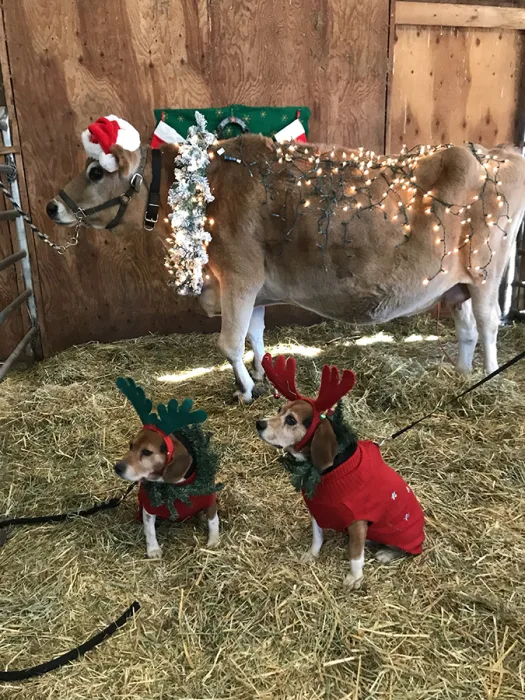 Sassy Cow and Libby & Levi_Michele Verderosa