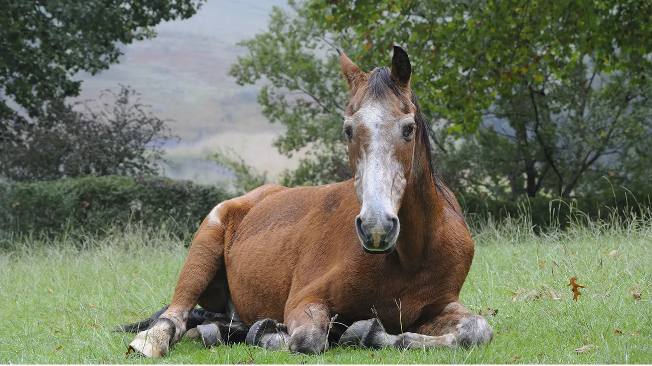 Skipper, a forty two year old Basothu pony in the Drakensberg,South Africa