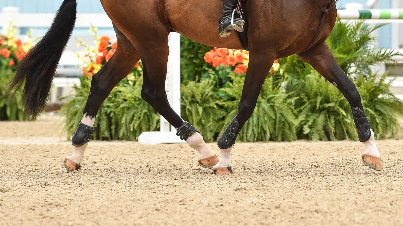 slider_equitationstock_KimberlyLoushinDEV_8450