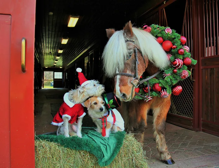 Stella Ruby Binky_Tricia Costa